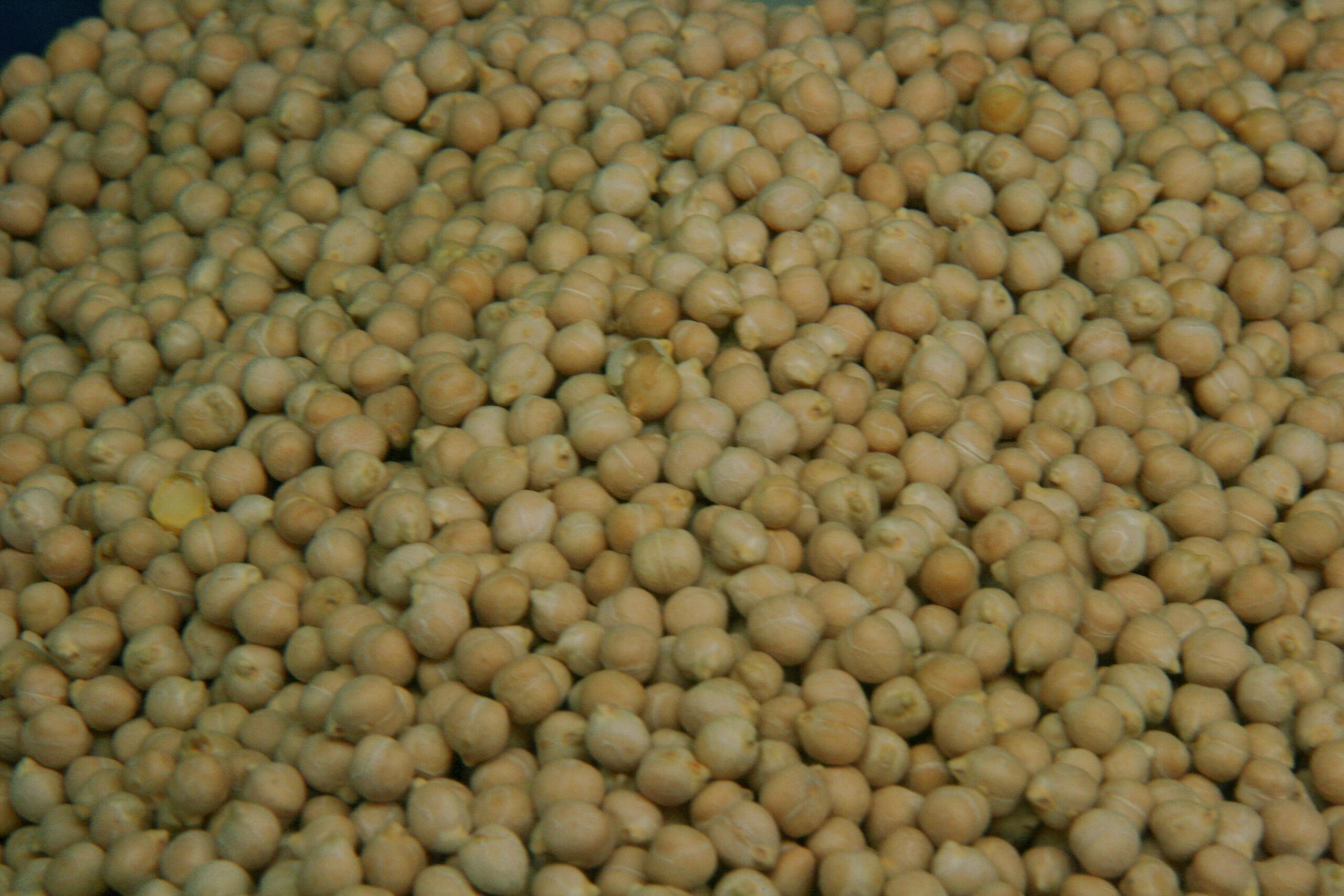 Descubre el origen y beneficios del garbanzo pedrosillano, un tesoro