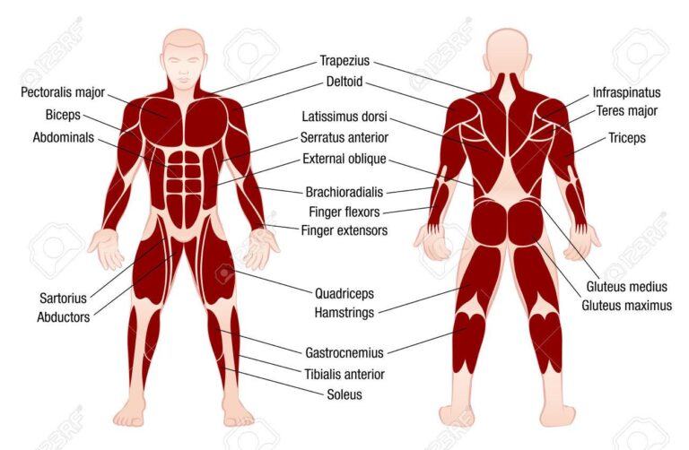 Fascinantes Datos Sobre Cu Ntos M Sculos Hay En El Cuerpo Humano Que Te Sorprender N